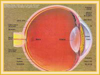 Medicos cirujanos de ojos para cirugia de cataratas.