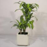 Plantas para regalos con envio a empresas y locales.