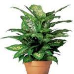 Diseņo de jardines y venta de plantas.