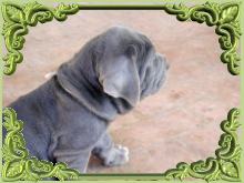 Venta de cachorros de mastines de pedigree.