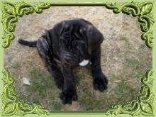 Perros con papeles de criador pedigree en venta.