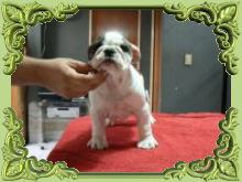 Perros raza bulldog frances ingles con papeles.