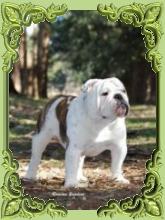 Venta de bulldog ingles frances criadero de perros.