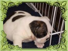 Bulldog frances con papeles criadero de perros.