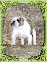 Criadero de raza bulldog frances mastines.