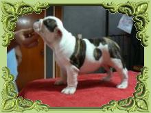 Venta de perros cachorros bulldog ingles.