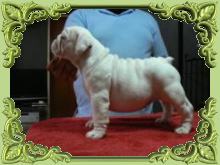 Venta de cachorros raza bulldog ingles.