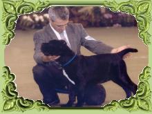 Mastin napolitano joven campeona chilena.