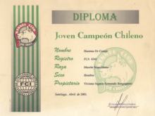Diploma a matin napolitano de campeona chilena.