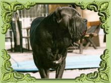 Criadores de perros mastines pedigree.