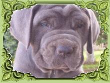 Venta de cachorros de mastin napolitano nacidos en diciembre 2005.