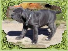 Venta de cachorros de mastines napolitanos pedigree.